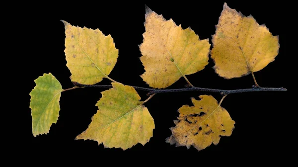 Vergeling Berk Verlaat Een Achtergrond Zwart — Stockfoto