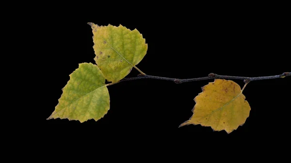 Vergeling Berk Laat Een Egale Achtergrond — Stockfoto