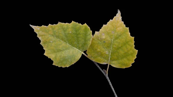 Foglie Betulla Sfondo Nero — Foto Stock