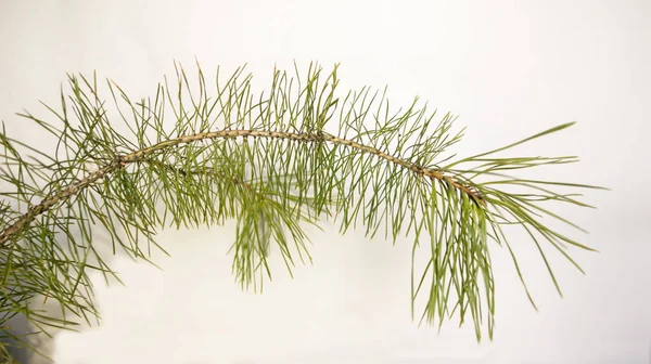 Pine Branch Een Lichte Achtergrond — Stockfoto