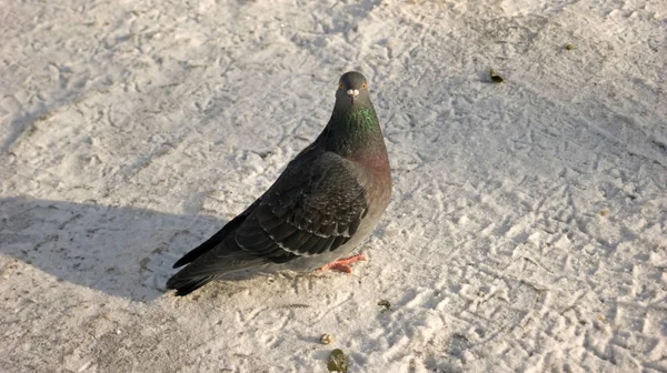 Pigeons Hiver Sur Neige — Photo