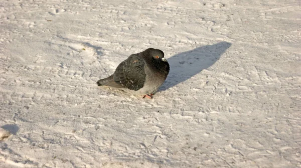 Pigeons Hiver Prélasser Soleil — Photo