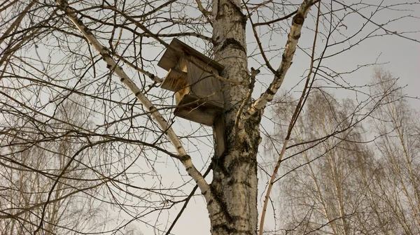 Feed Van Vogels Winter — Stockfoto