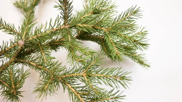 Fir Branches Light Background Stock Photo