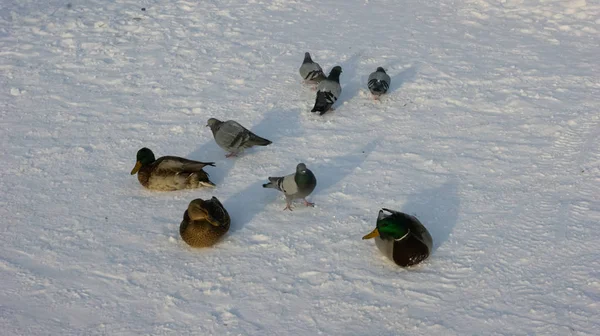Dzikie Ptaki Zimą Poszukiwaniu Żywności — Zdjęcie stockowe