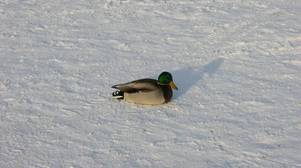野鸭坐在雪地上 — 图库照片