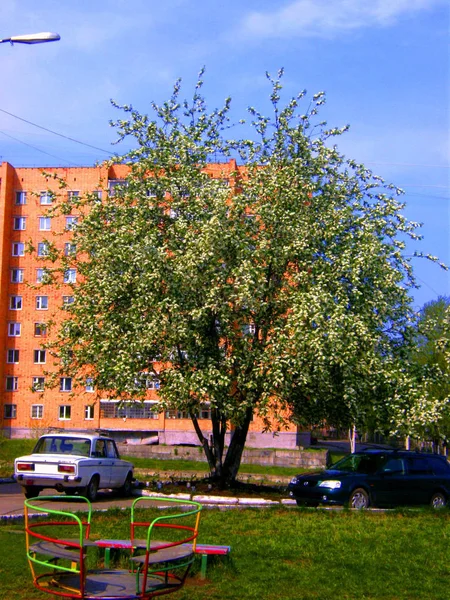 Primavera Nel Cortile — Foto Stock