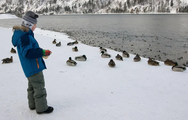 Boy Water Feeding Wild Ducks — Stock Photo, Image