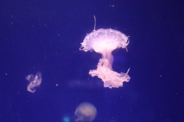 Gerçek dışı güzel tropikal akvaryum