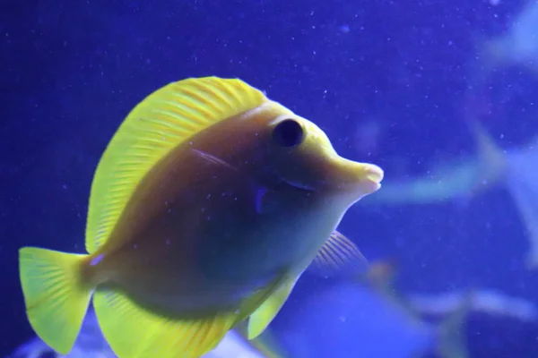 Gerçek dışı güzel tropikal akvaryum