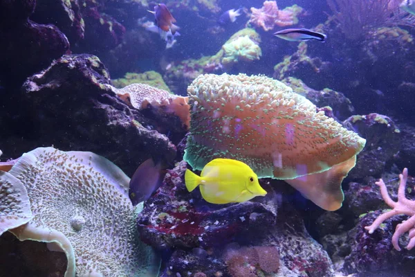 Gerçek dışı güzel tropikal akvaryum