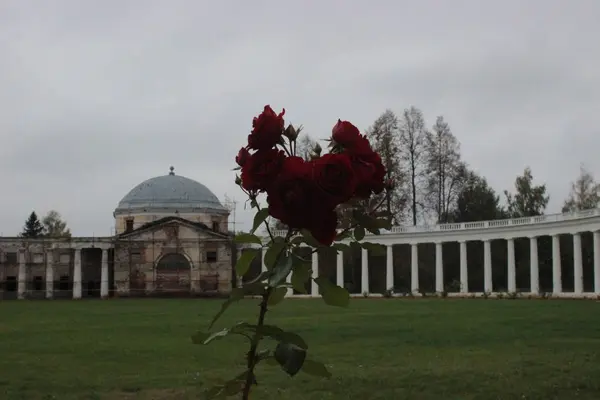 Malikaneden önce kırmızı gül