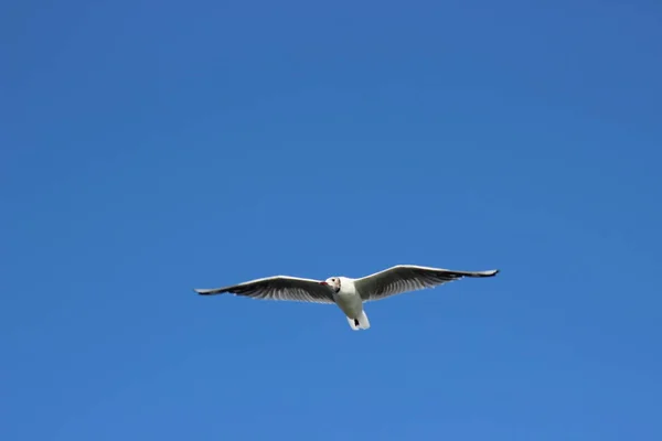 Gökyüzünde uçan kuş.
