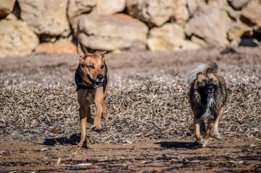 güzel köpekler birbirlerine sahilde takip