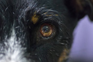 köpek fotoğraf yakın çekim ile kahverengi gözleri poz