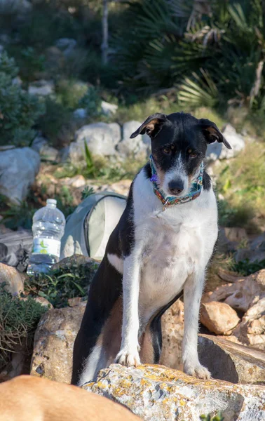 Hermoso Perro Posando Montaña —  Fotos de Stock