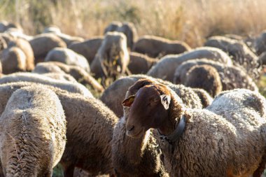 güzel alan yeme koyun sürüsü