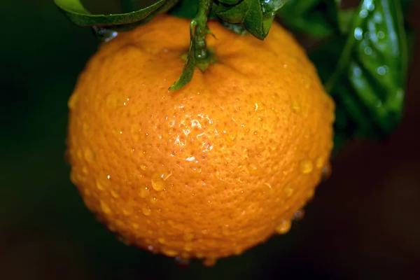 Close Uma Laranja Molhada Sua Folha — Fotografia de Stock