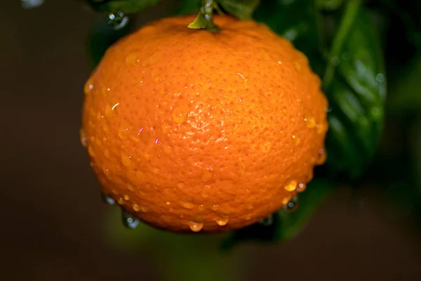 Γκρο Πλαν Ένα Υγρό Πορτοκαλί Και Φύλλα Του — Φωτογραφία Αρχείου