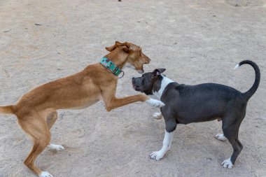 podenco ve pitbull dövüşü oynamak