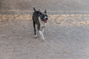 kum Ppp çalıştıran pitbull