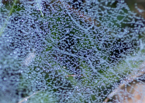 su ile güzel örümcek ağı Şafağı damla