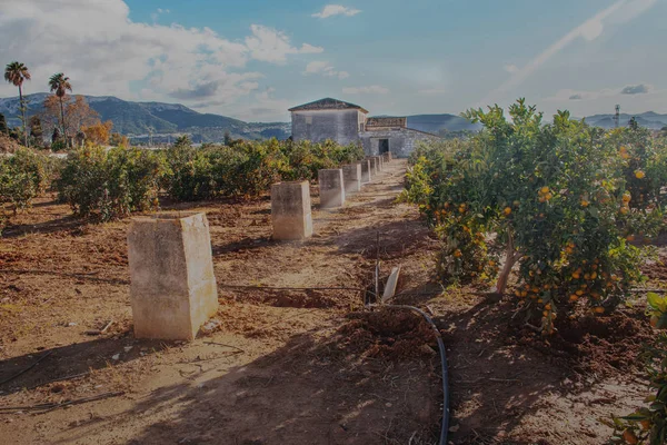 Πορτοκαλιές Προετοιμασμένοι Για Συλλογή Denia — Φωτογραφία Αρχείου