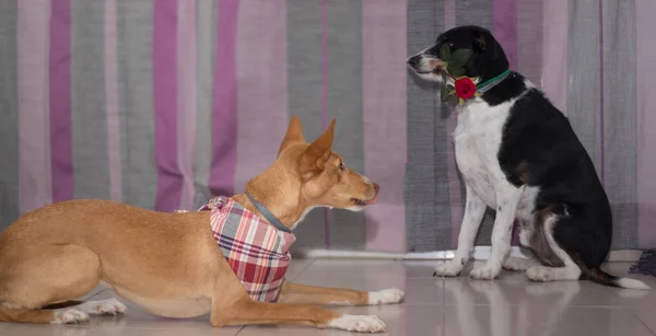 san Sevgililer için renkli kalpler güzel mix