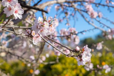 Badem çiçekleri taze
