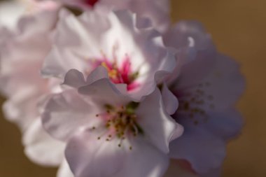 Badem çiçekleri taze