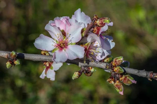 Badem Çiçeği Taze Bloomed Alanındaki — Stok fotoğraf