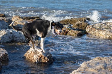 yakın çekim ve plaj güzel köpek