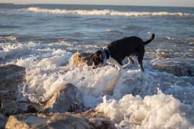 yakın çekim ve plaj güzel köpek