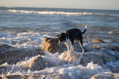 yakın çekim ve plaj güzel köpek