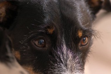 yakın çekim ve plaj güzel köpek