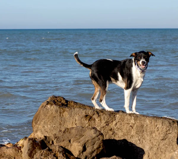 yakın çekim ve plaj güzel köpek