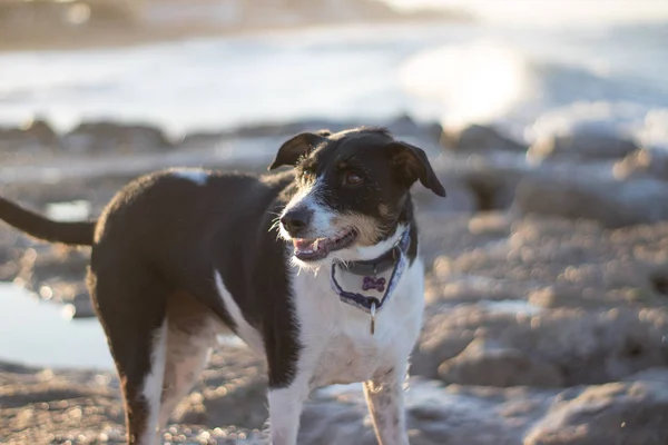 Hermoso perro en el primer plano y la playa — Foto de Stock