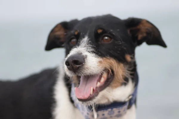 Hermoso perro en el primer plano y la playa — Foto de Stock