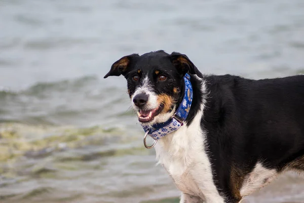 Hermoso perro en el primer plano y la playa —  Fotos de Stock