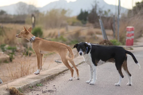 güzel köpekler avcı için poz