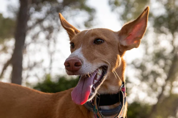 Bedava podenco köpeği doğada güzel renklerle poz veriyor.