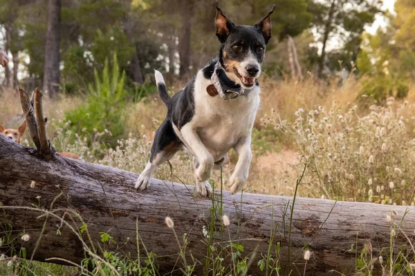 Güzel renklerle doğaya atlayan özgür köpek.