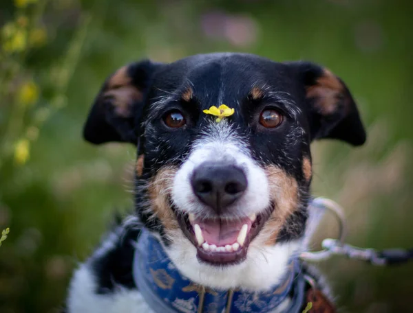 Doğada güzel renklerle poz veren özgür köpek.