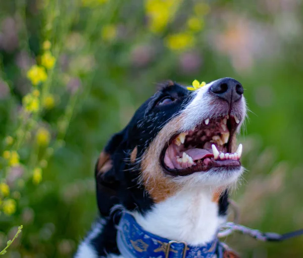Cão Livre Posando Natureza Com Cores Agradáveis — Fotografia de Stock