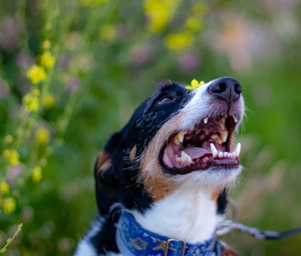 Perro Libre Posando Naturaleza Con Bonitos Colores — Foto de Stock