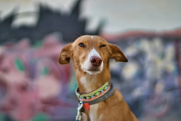 Cão Posando Frente Graffiti Muito Colorido Desfocado — Fotografia de Stock