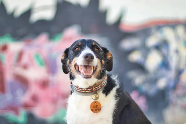 Köpek çok renkli ve odaklanmış grafitilerin önünde poz veriyor.