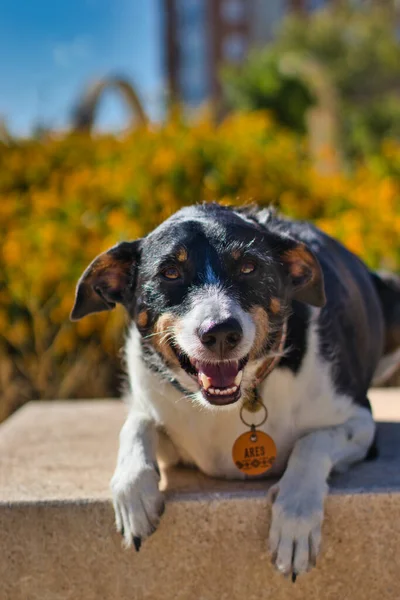 Cão Posando Dia Ensolarado — Fotografia de Stock