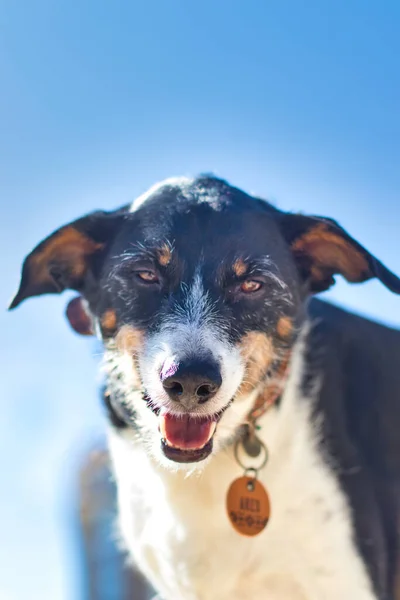 Hund Poserar Solig Dag — Stockfoto