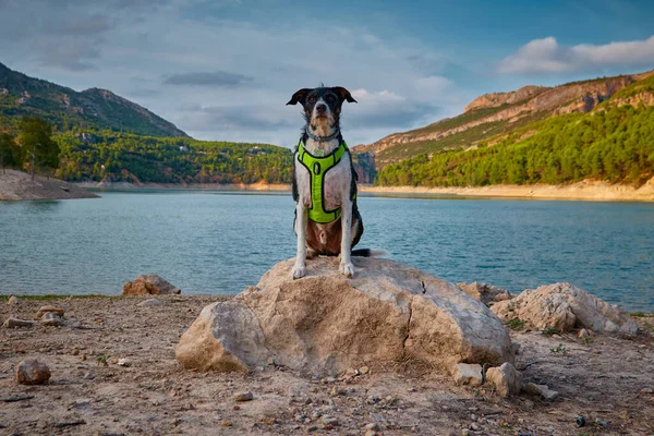 Hermoso Perro Lago Parte Superior Una Piedra Posando Con Cielo — Foto de Stock